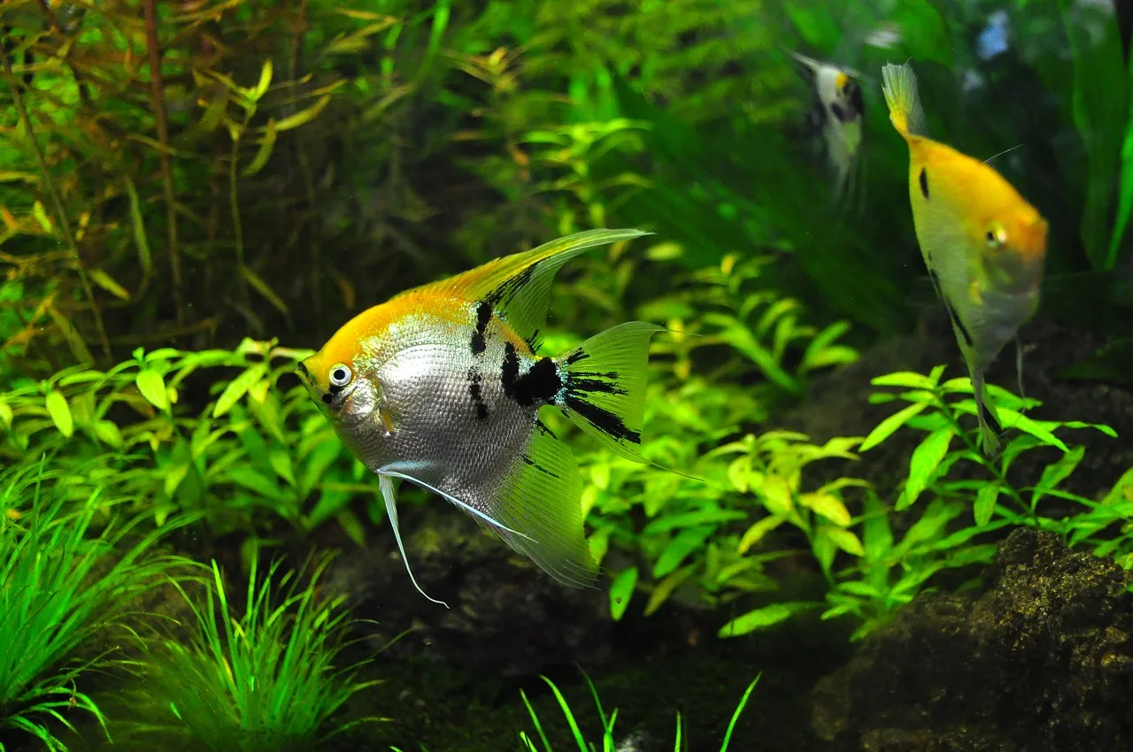 Fische in Aquarium